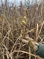 Sanguisorba canadensis
