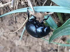 Timarcha goettingensis