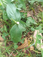 Spigelia humboldtiana