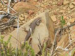 Trachylepis variegata