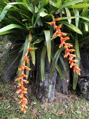 Guzmania multiflora
