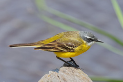 Motacilla flava iberiae