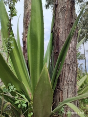 Furcraea andina