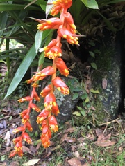 Guzmania multiflora