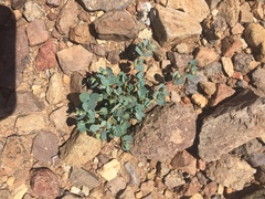 Euphorbia cinerascens