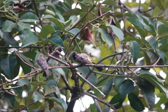 Pycnonotus barbatus