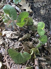 Asarum hartwegii