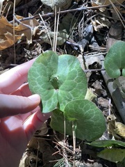 Asarum hartwegii