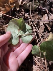 Asarum hartwegii