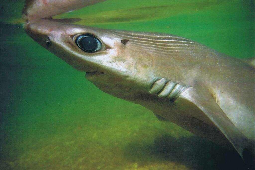 Little Gulper Shark