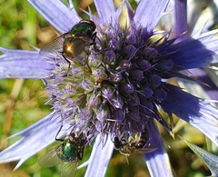 Eryngium bourgatii