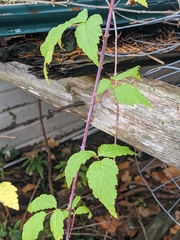 Rubus occidentalis
