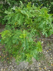 Fabaceae