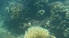 Parupeneus multifasciatus