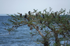 Microcarbo africanus