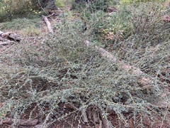 Ceanothus parvifolius
