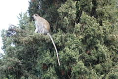 Chlorocebus