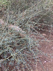 Ceanothus parvifolius