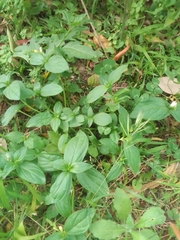 Spigelia humboldtiana