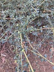 Ceanothus parvifolius