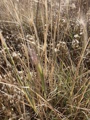 Hordeinae