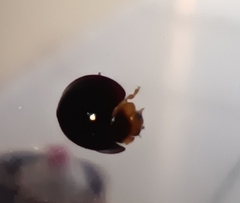 Chilocorus nigritus