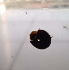 Chilocorus nigritus