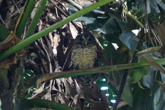 Strix woodfordii