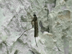 Sylvicola punctatus