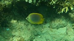 Chaetodon aureofasciatus