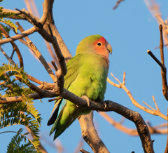 Agapornis roseicollis