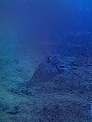 Sphoeroides lobatus