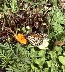 Danaus erippus