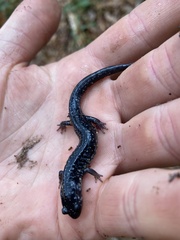 Plethodon chlorobryonis