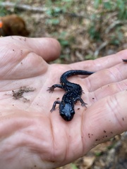 Plethodon chlorobryonis