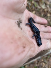 Plethodon chlorobryonis