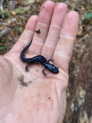 Plethodon chlorobryonis