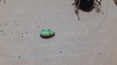 Phaops ambitiosus