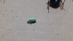 Phaops ambitiosus