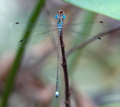 Lestes tenuatus