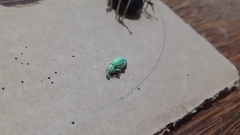 Phaops ambitiosus