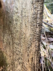Mycocalicium