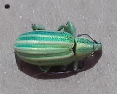 Phaops ambitiosus