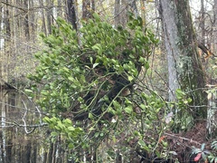 Phoradendron leucarpum