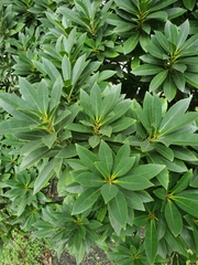 Magnoliopsida