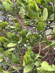 Phoradendron leucarpum