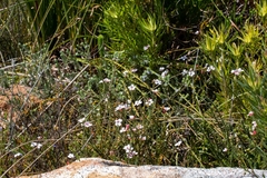 Adenandra brachyphylla