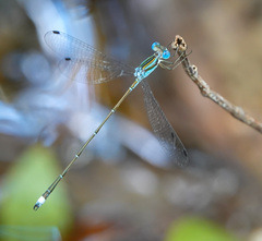 Lestes tenuatus