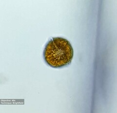 Peridinium