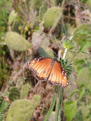 Danaus eresimus montezuma